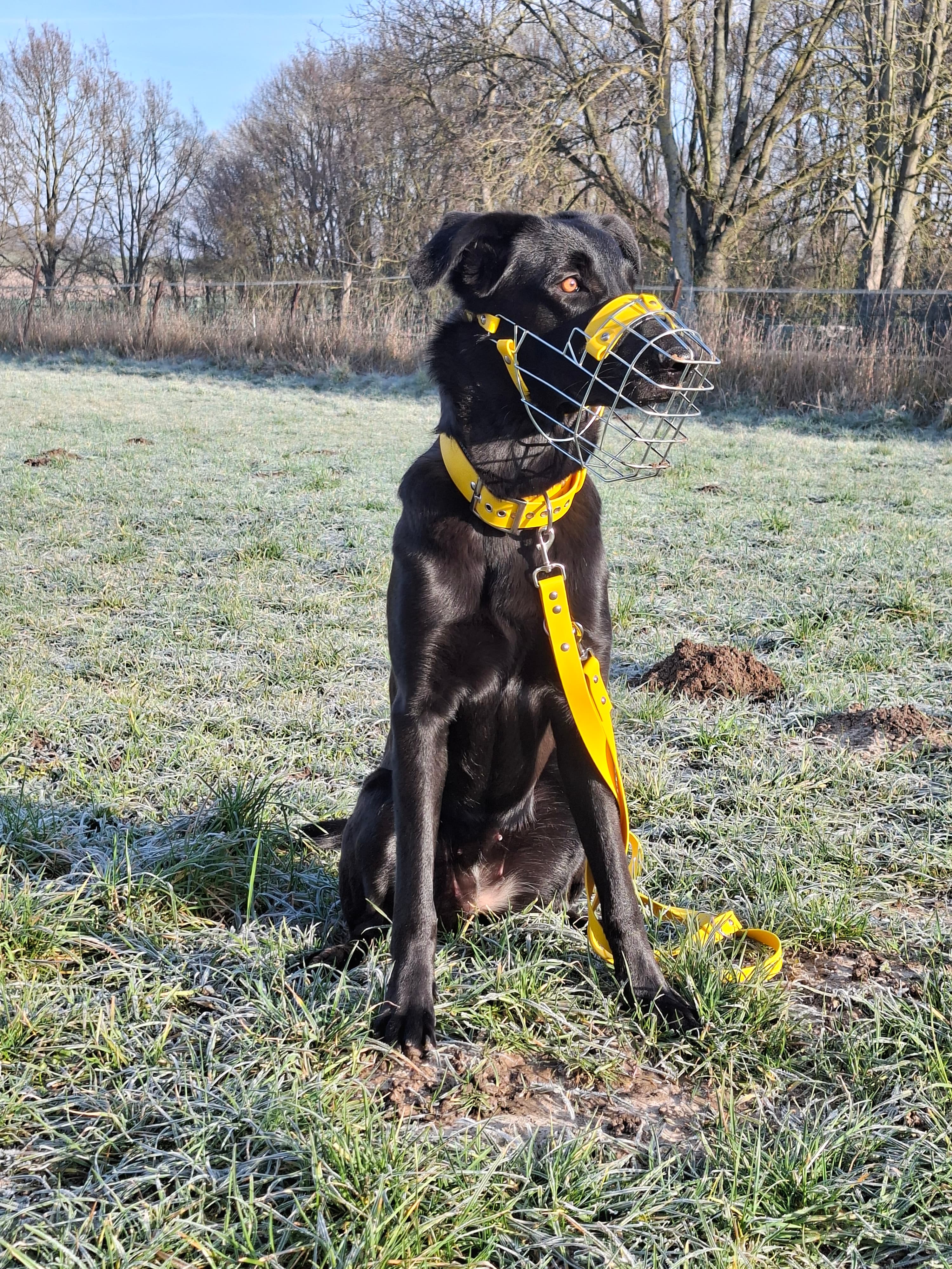 Maulkorb mit weichem Innenpolster